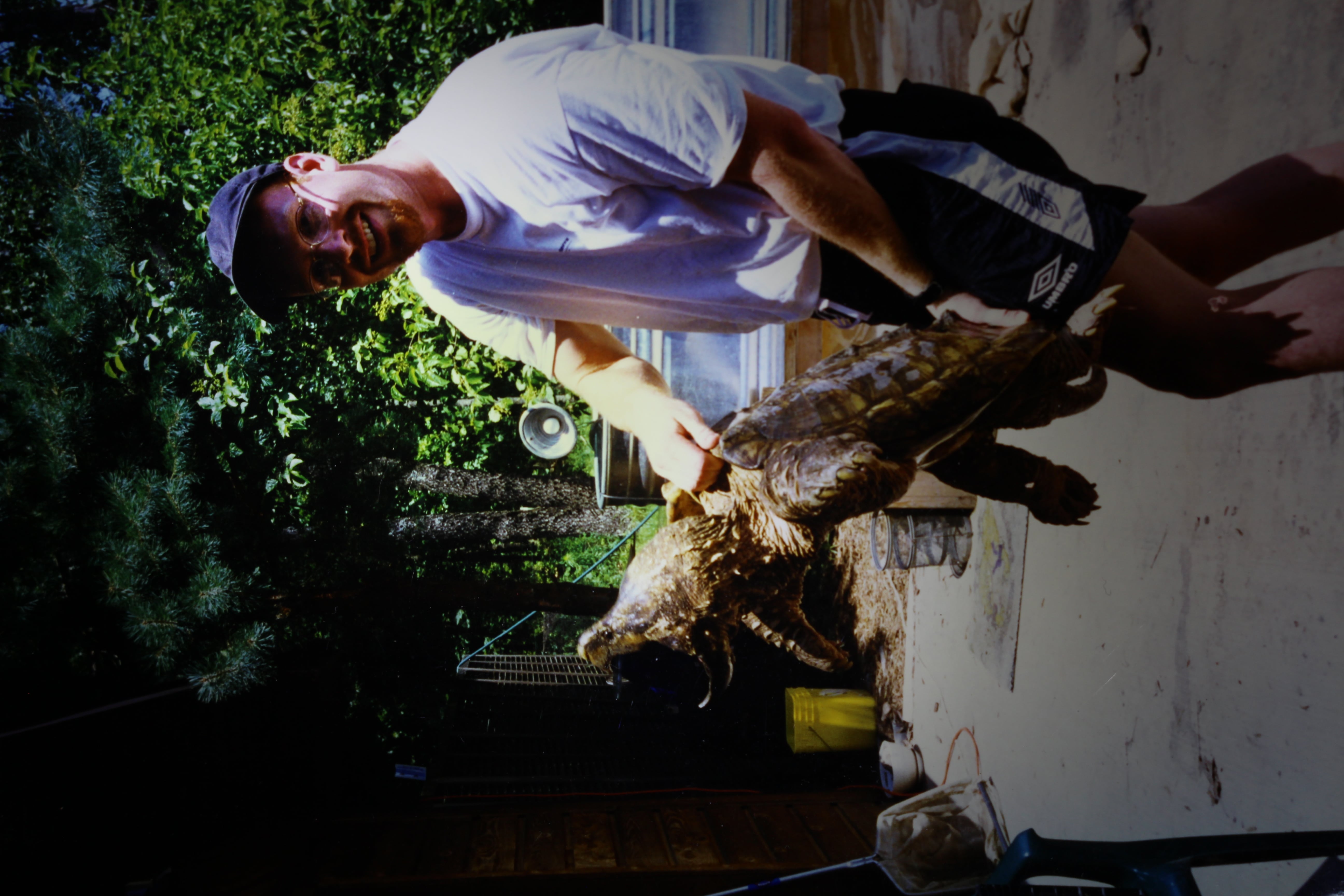 alligator snapping turtle picture