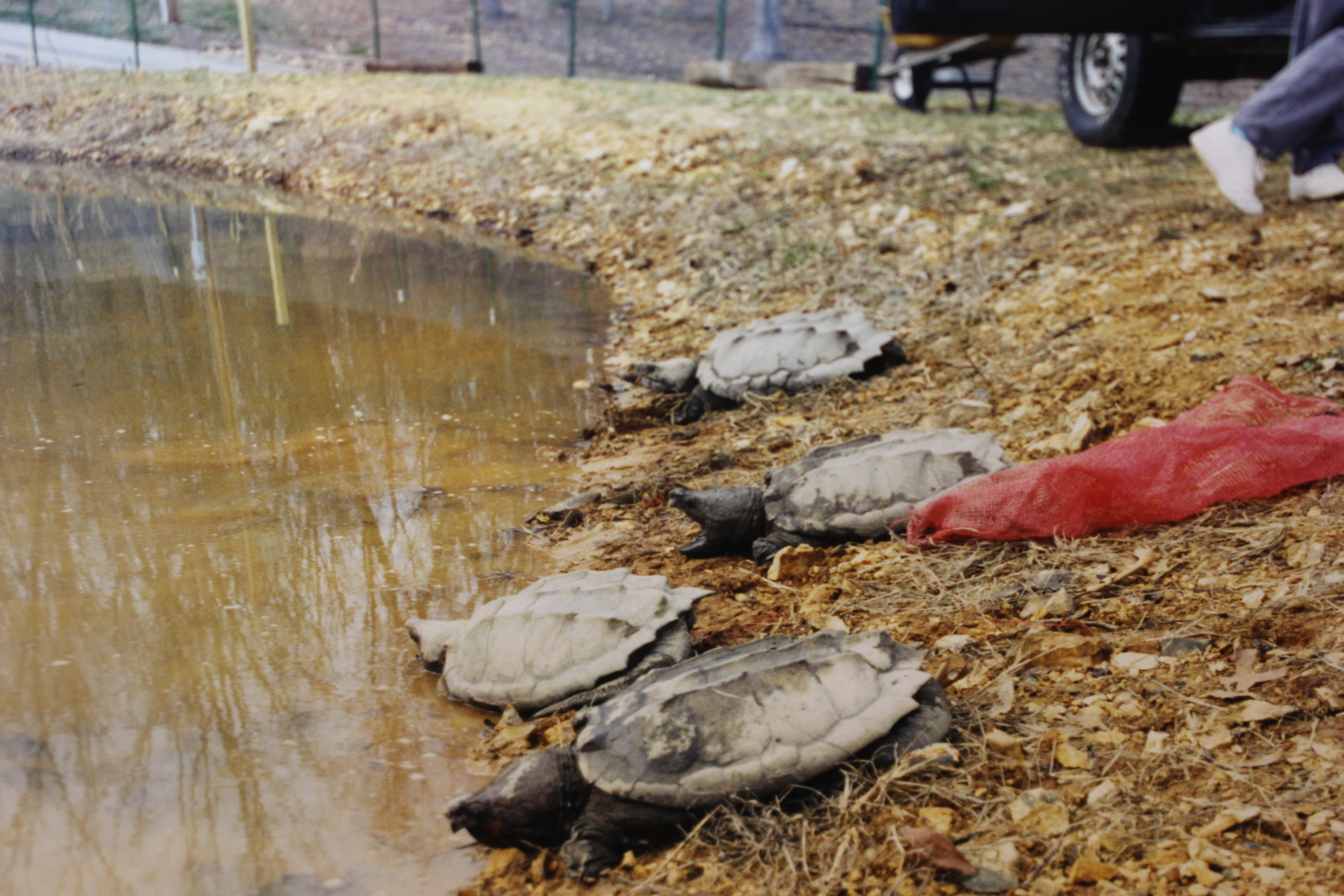 alligator snapping turtle picture