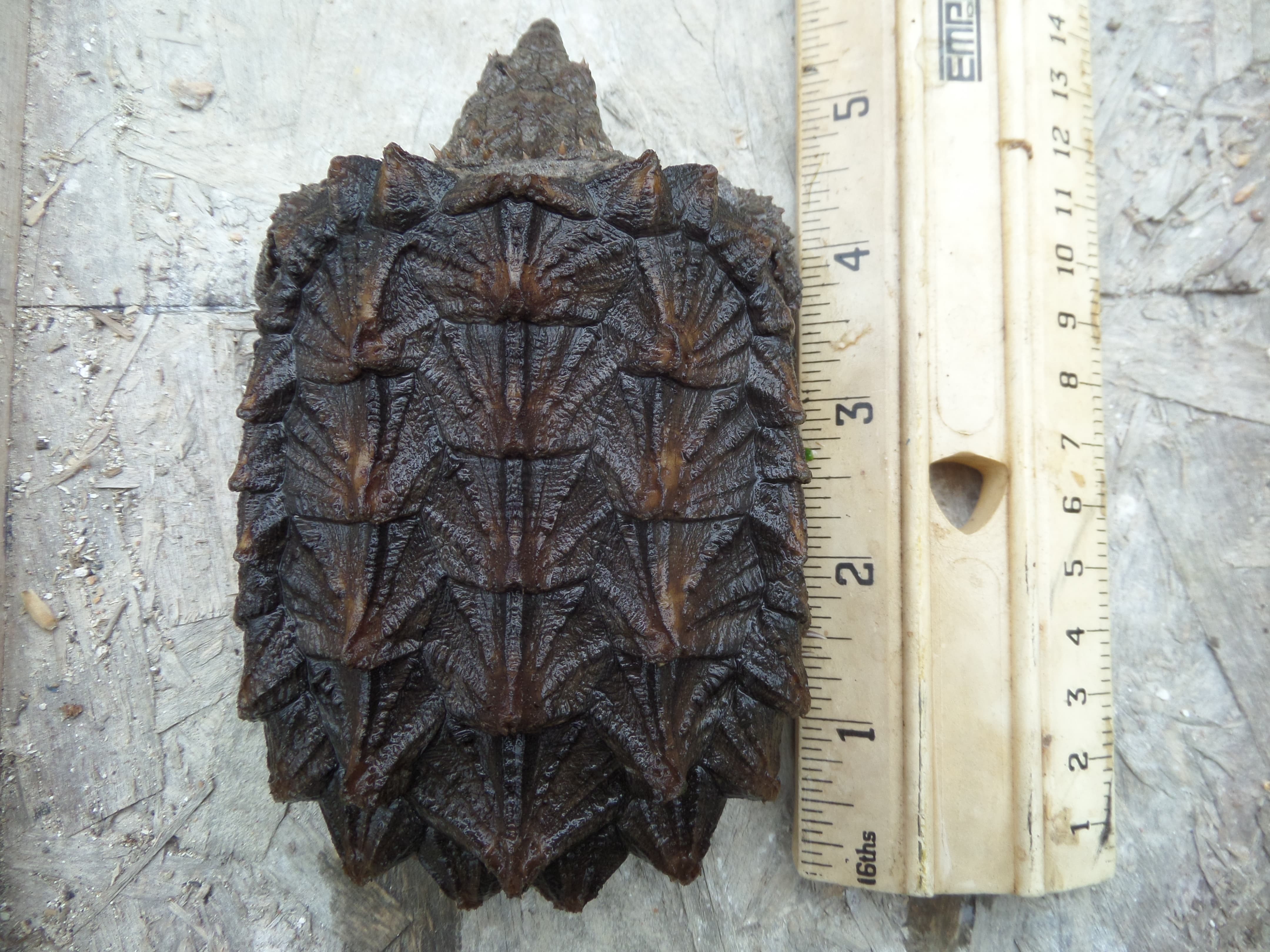alligator snapping turtle picture